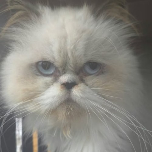 Brittany - Himalayan Cat