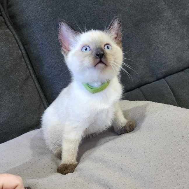 Photo of Milo