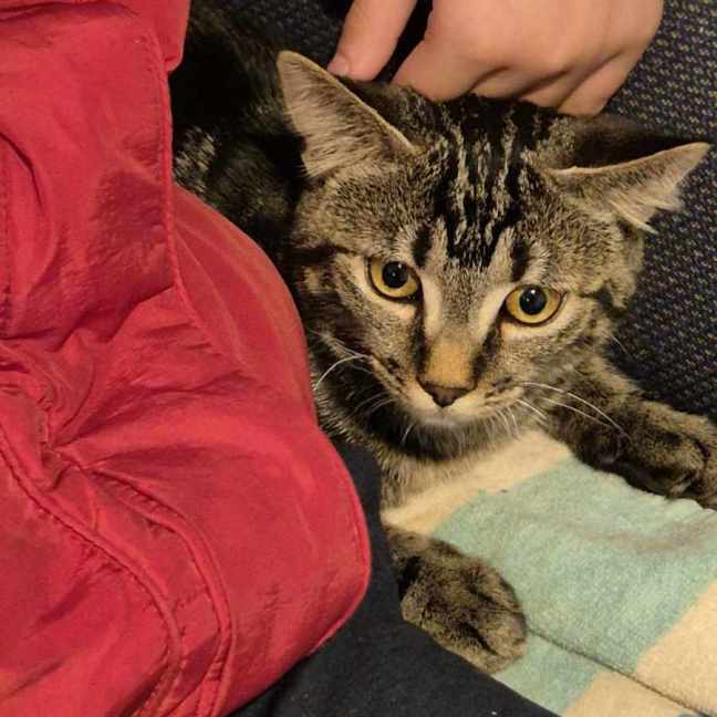 Photo of Tom**2nd Chance Cat Rescue**