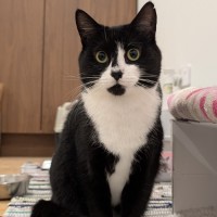Photo of Nova 