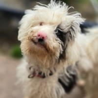 Photo of Muppet