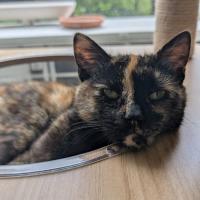 Photo of Peach & Mango 