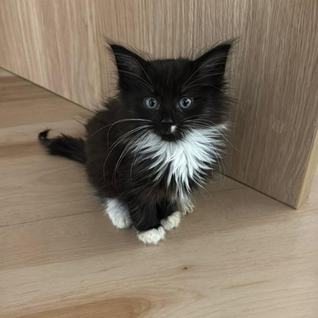 Photo of Gilbert 💙