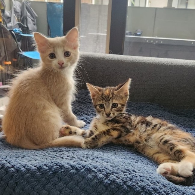 Photo of Svinya & Bubbles