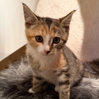 Photo of Barni