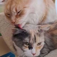 Photo of Sweetie & Mr Lucky