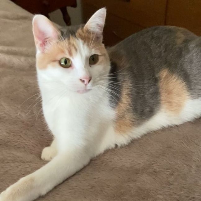 Photo of Dolly* 9 Lives Project Rescue*