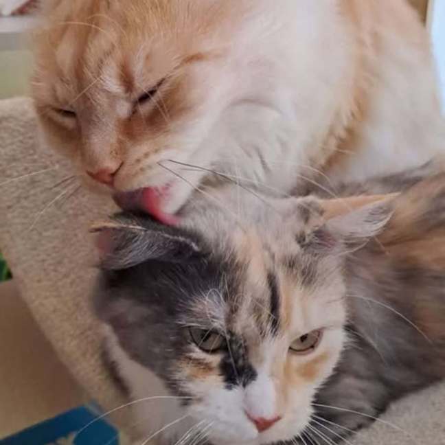 Photo of Sweetie & Mr Lucky