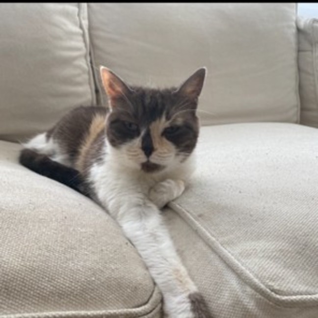 Photo of Nala