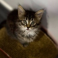 Photo of ❄ Aspen ❄