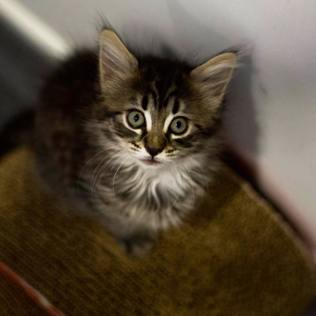 Photo of ❄ Aspen ❄