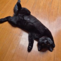 Photo of Purrsephone