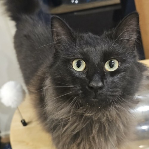Lucifer - Domestic Long Hair (DLH) Cat
