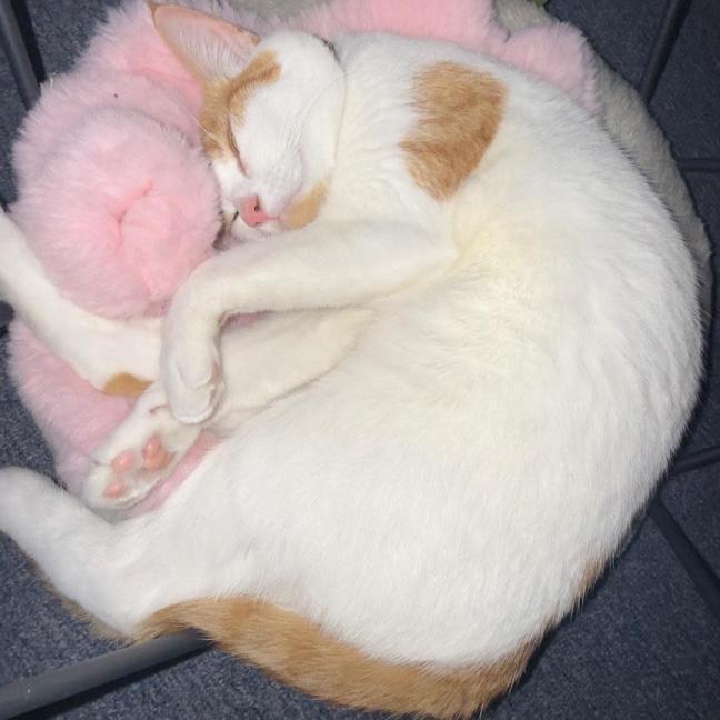 Photo of Lua 