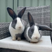 Photo of Clover & Connie