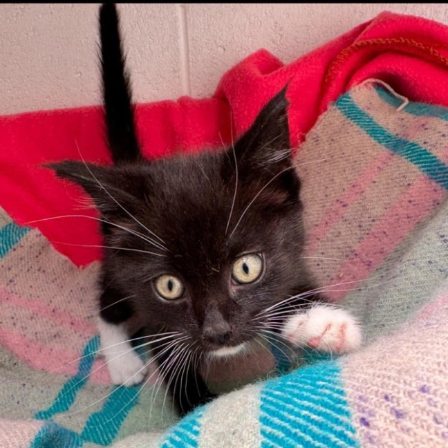 Photo of Pickles