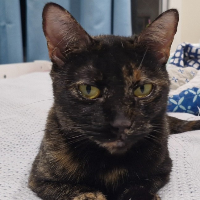 Photo of Mau Mau