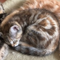 Photo of Iris
