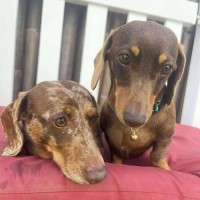 Photo of Marley And Truffles