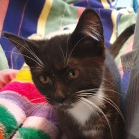Photo of Socks
