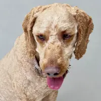 Photo of Hugo