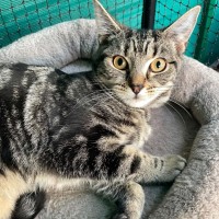 Photo of Miray**2nd Chance Cat Rescue**