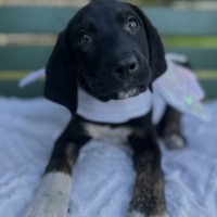 Photo of Pennybunger