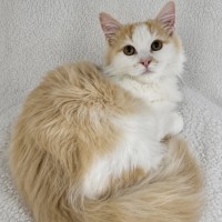 Photo of Jarvis