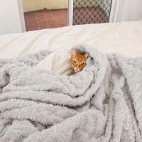 Photo of Maple