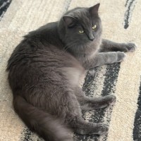 Photo of Mr Mittens