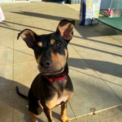Medium Female Australian Kelpie Mix Dog