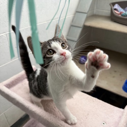 Crunchie - Domestic Short Hair (DSH) Cat