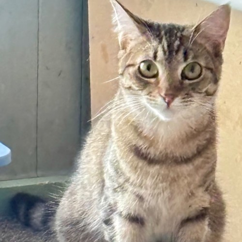 Valencia  - Domestic Short Hair (DSH) Cat