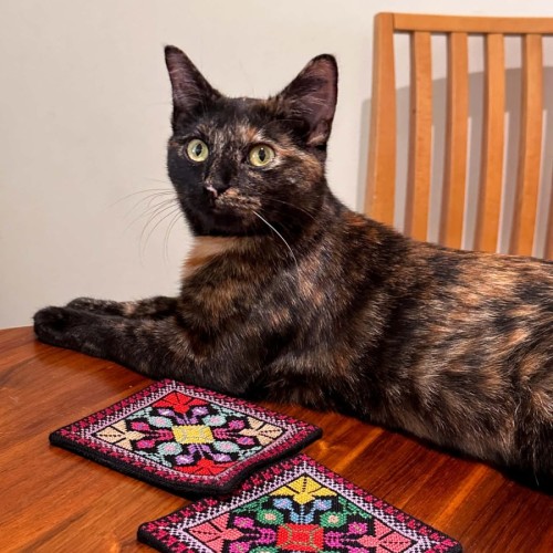 Amelia  - Domestic Short Hair (DSH) Cat
