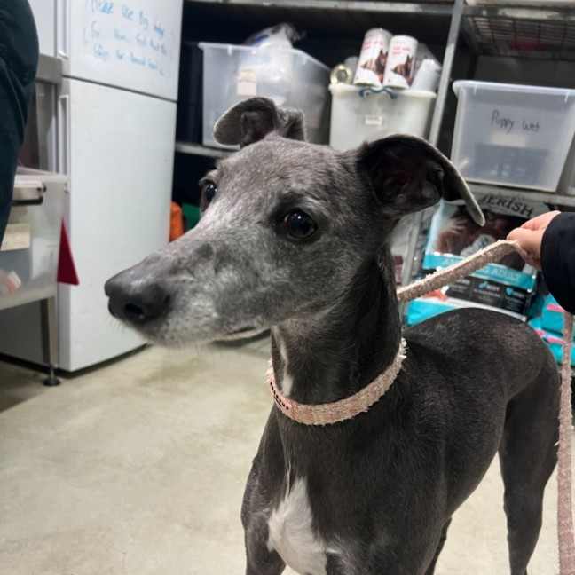 Photo of Astro (Bonded With Leo)