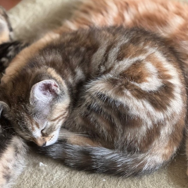 Photo of Iris