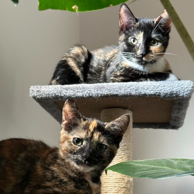 Photo of Holly & Ivy