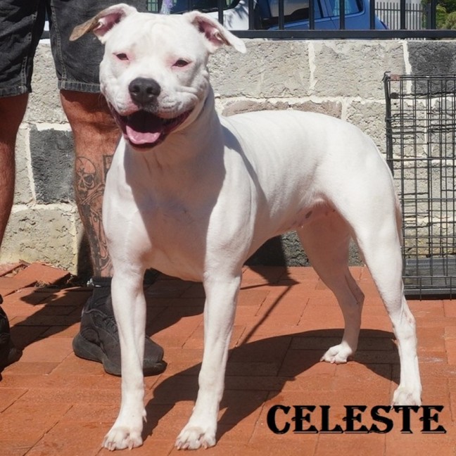 Photo of Celeste