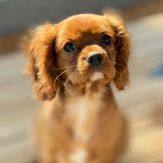 Photo of Wesley