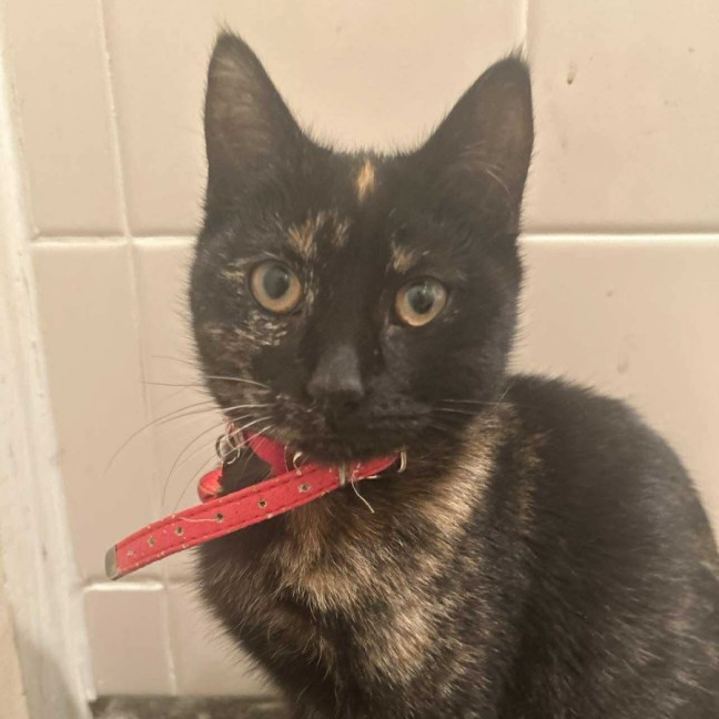 Photo of Pepper