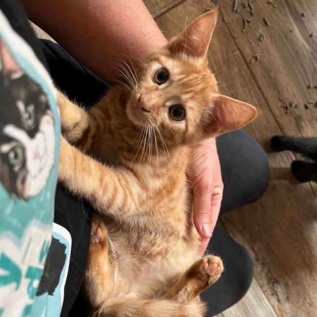 Photo of Pumpkin🎃