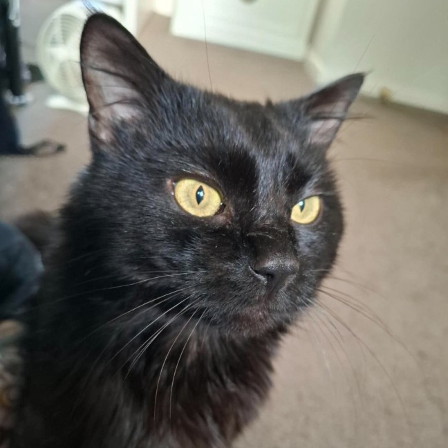Photo of Sebastian 🖤