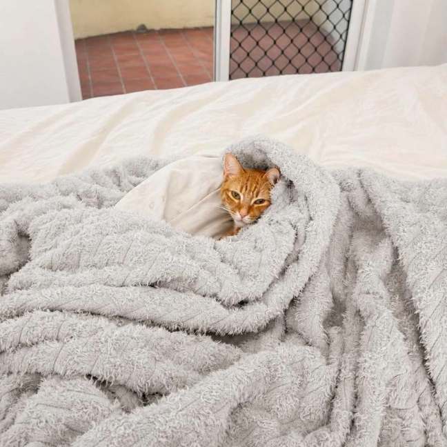 Photo of Maple