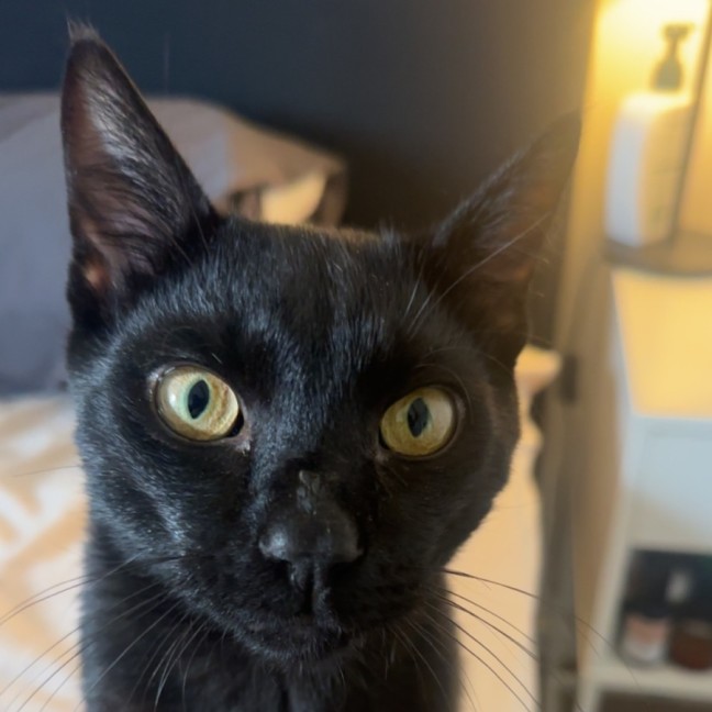 Photo of Loki