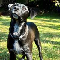 Photo of Bluey