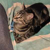 Photo of Tom**2nd Chance Cat Rescue**