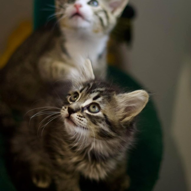 Photo of ❄ Aspen ❄