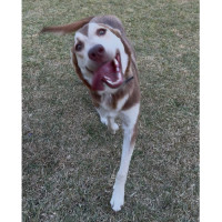 Photo of Loki