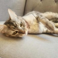 Photo of Azuki   In Foster Care In Healesville