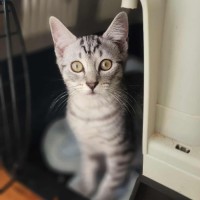 Photo of Frankie   In Foster Care In Healesville